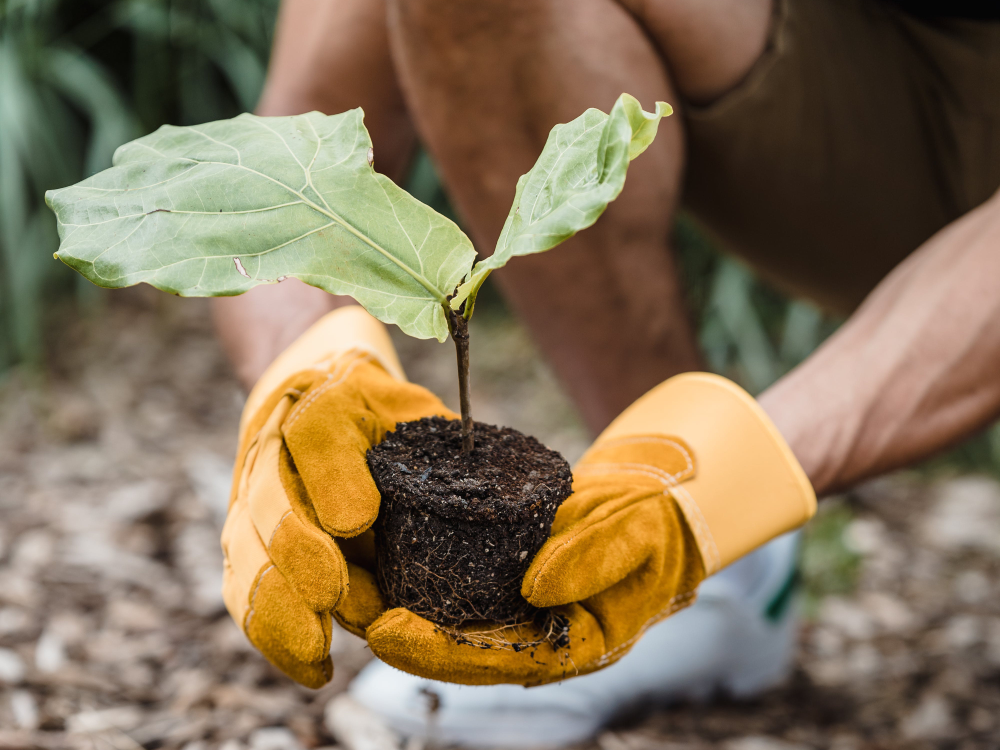 Green banking practices in the UK